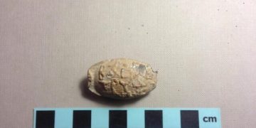 Découverte d’une fronde de la période hasmonéenne dans le sud des collines d’Hébron