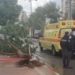 Tempête Carmel : un passant blessé par un arbre arraché à Netanya