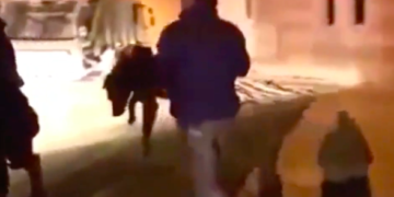 Reportage vidéo (mise à jour) saisissant du réalisateur Pierre Rehov sur la maltraitance des animaux dans les Territoires disputés