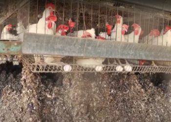 Israël : pénurie d&rsquo;œufs. Des centaines de milliers de poulets abattus à cause d&rsquo;une vague de grippe aviaire