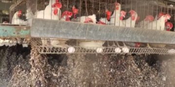 Israël : pénurie d’œufs. Des centaines de milliers de poulets abattus à cause d’une vague de grippe aviaire