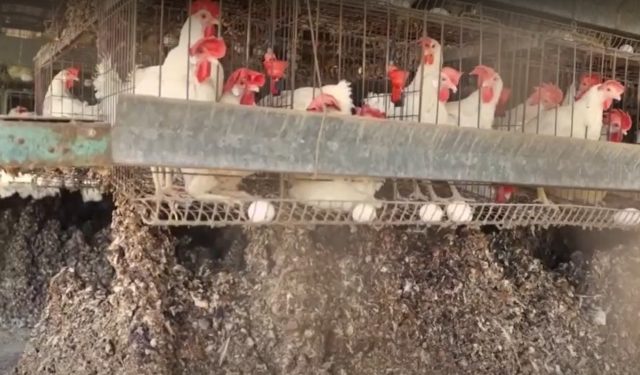 Israël : pénurie d’œufs. Des centaines de milliers de poulets abattus à cause d’une vague de grippe aviaire