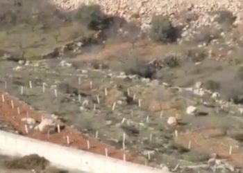 Colonisation d&rsquo;Israël par les arabes : du jour au lendemain, ils ont planté illégalement une oliveraie à côté d&rsquo;Efrat