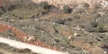 Colonisation d&rsquo;Israël par les arabes : du jour au lendemain, ils ont planté illégalement une oliveraie à côté d&rsquo;Efrat