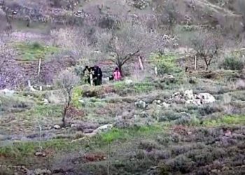 B’Tselem ne rapportera jamais ça : Une arabe et ses enfants arrachent des arbres fruitiers plantés par des habitants d’Efrat