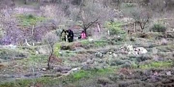 B’Tselem ne rapportera jamais ça : Une arabe et ses enfants arrachent des arbres fruitiers plantés par des habitants d’Efrat