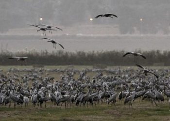 Le Sierra Club renonce aux voyages en Israël sous la pression de la gauche américaine progressiste