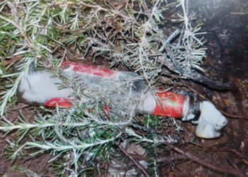 Attaque terroriste déjouée dans le Gush Etzion