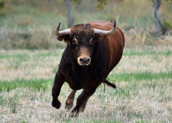 Vidéo : un taureau prend d&rsquo;assaut une banque dans le centre d&rsquo;Israël