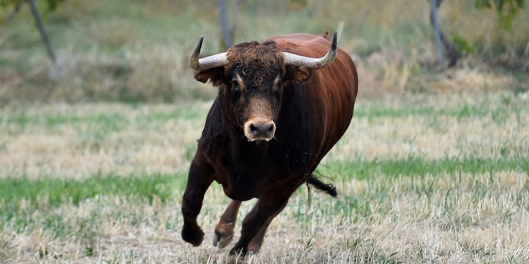 Vidéo : un taureau prend d&rsquo;assaut une banque dans le centre d&rsquo;Israël