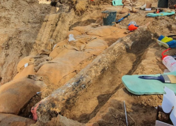 Une énorme défense d’éléphant préhistorique mise au jour dans le centre d’Israël