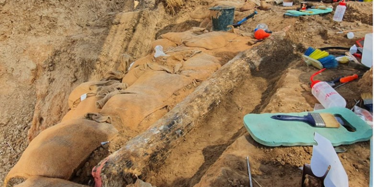 Une énorme défense d’éléphant préhistorique mise au jour dans le centre d’Israël