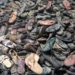 Une campagne mondiale est lancée pour la préservation des chaussures d’enfants d’Auschwitz