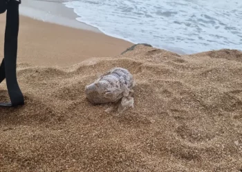 Des dizaines de kilos de drogue échouent sur plusieurs plages israéliennes