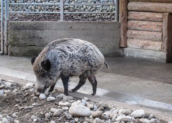 Après les dauphins et les pigeons, les Arabes accusent Israël d&rsquo;utiliser les sangliers comme des armes !