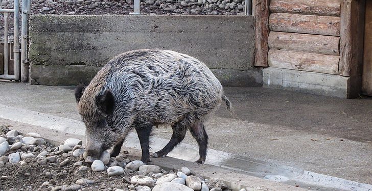 Après les dauphins et les pigeons, les Arabes accusent Israël d’utiliser les sangliers comme des armes !