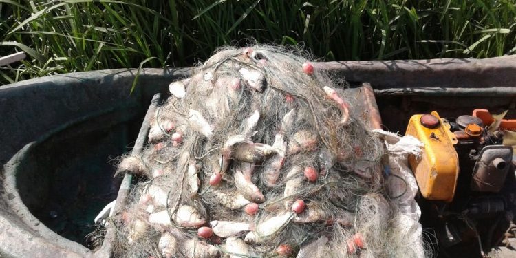 Des pêcheurs turcs dénoncent l’invasion des carpes « israéliennes »