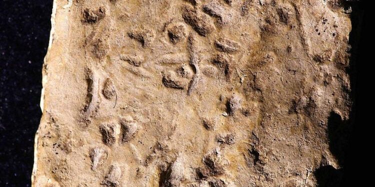 Des chercheurs étudient la tablette du mont Ebal, plus ancien texte hébreu connu – et toujours aucune découverte « palestinienne »