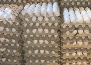 Grosse saisie de contrebande : 6 000 œufs !