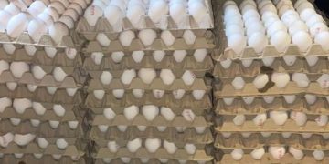 Grosse saisie de contrebande : 6 000 œufs !