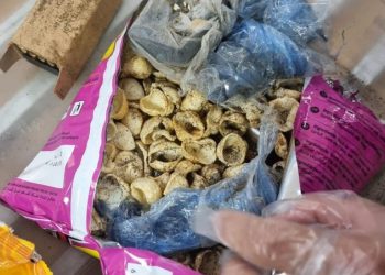 Armes à feu et munitions interceptées au point de passage de Hotze Shomron