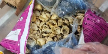 Armes à feu et munitions interceptées au point de passage de Hotze Shomron