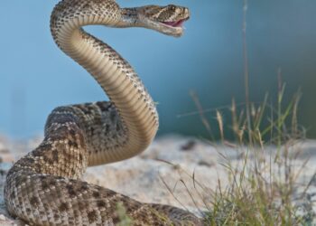 Le singulier « dégonflage » des Mollahs iraniens