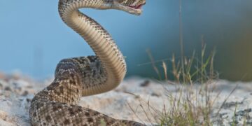 Le singulier « dégonflage » des Mollahs iraniens