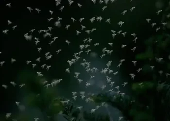 700 millions d’insectes migrateurs traversent le ciel d’Israël