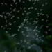 700 millions d’insectes migrateurs traversent le ciel d’Israël