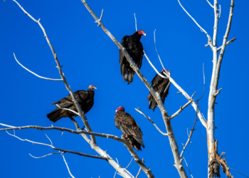 Qu’arrive-t-il à la nuée de corbeaux pour la Palestine ?