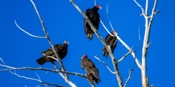 Qu’arrive-t-il à la nuée de corbeaux pour la Palestine ?
