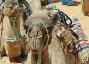 Le ministre Chikli n&rsquo;y va pas avec le dos de la cuiller : « Je rejette catégoriquement la reconnaissance du Qatar en tant qu&rsquo;État »