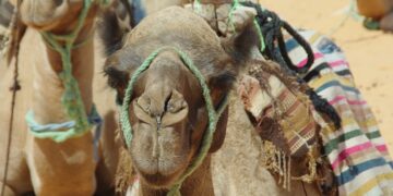 Le ministre Chikli n’y va pas avec le dos de la cuiller : « Je rejette catégoriquement la reconnaissance du Qatar en tant qu’État »